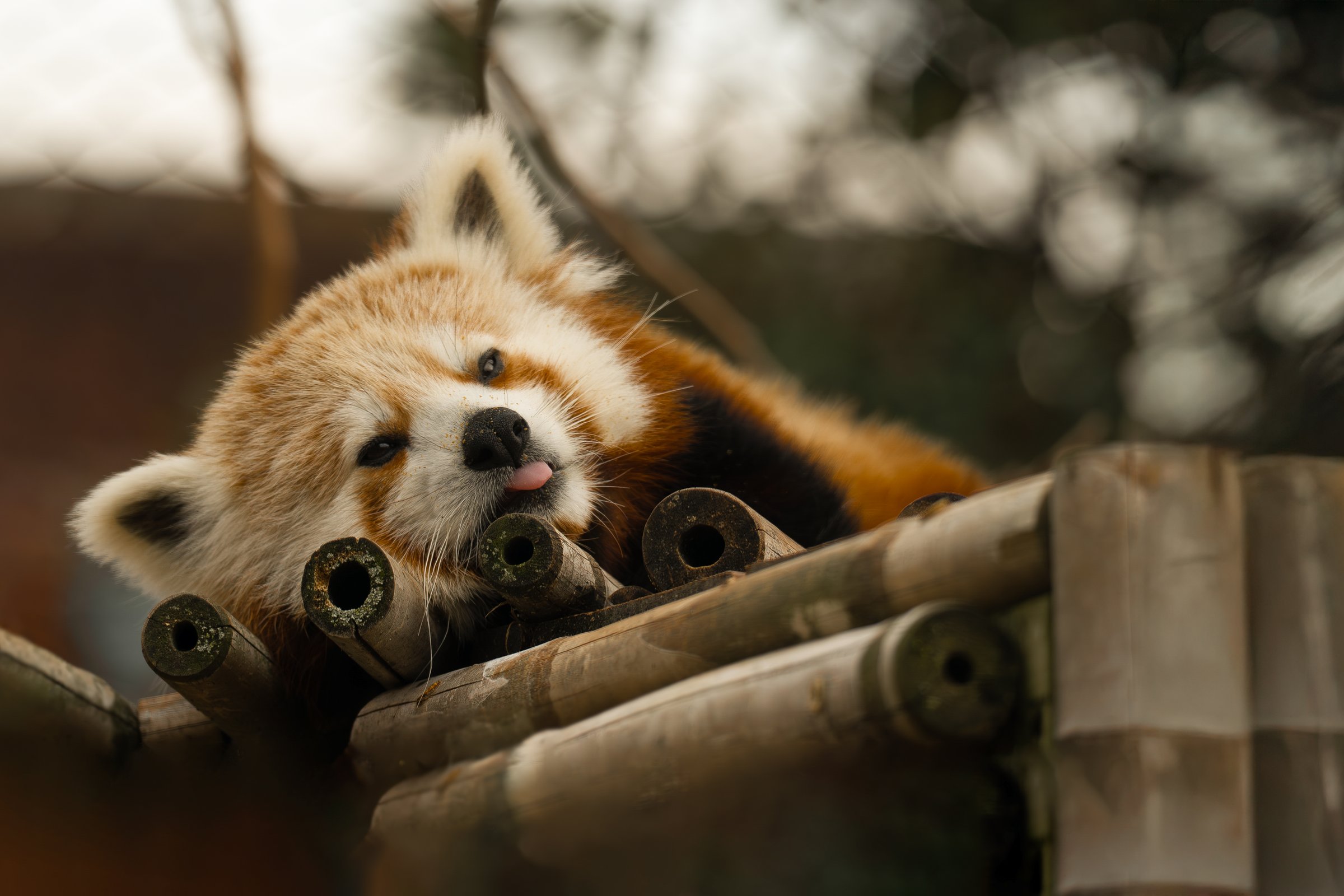 Red Panda on bamboo